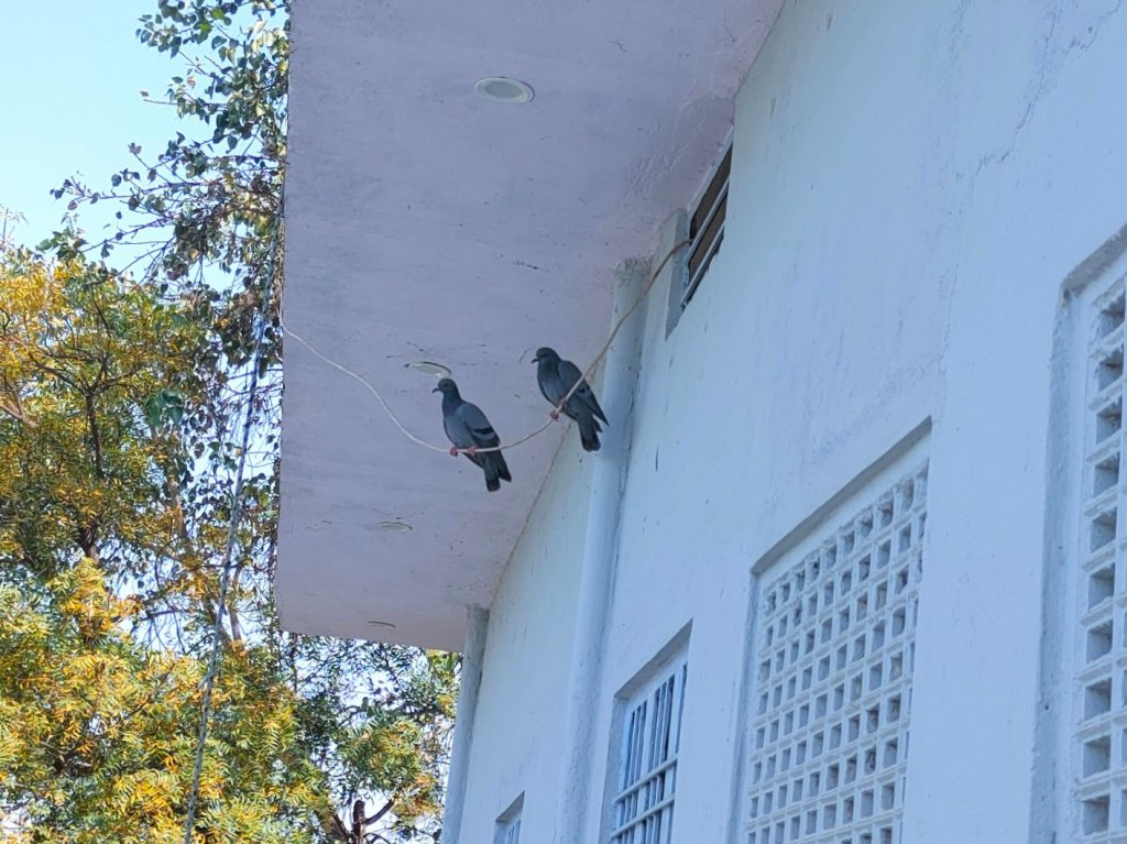 आजाद पंछी कबूतर